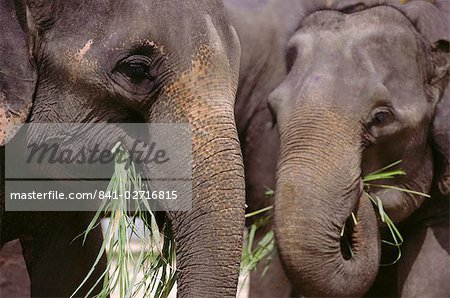 Elephants, Thailand
