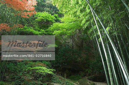Bambus-Wald, Hokokuji, Tempelgarten, Kamakura, Kanagawa Präfektur, Japan, Asien