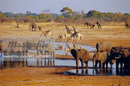 Girafe et l'éléphant à un trou d'eau, Parc National d'Etosha, Namibie