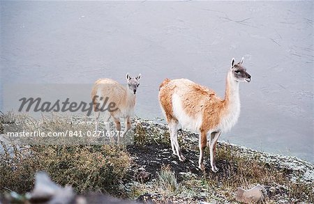 Vikunja Mutter und junge, Torres del Paine, Chile, Südamerika