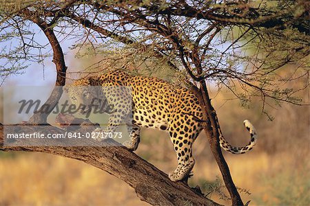 Léopard (Panthera pardus) dans un arbre, Namibie, Afrique