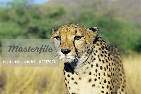 Cheetah, Namibia, Africa