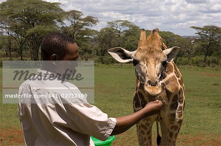 Rothschild giraffe, Giraffe Manor, Nairobi, Kenya, East Africa, Africa