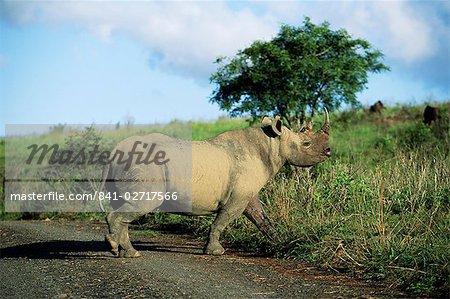 Rhinocéros noirs (rhino), Ceratotherium simum, Itala Game Reserve, Kwazulu-Natal, Afrique du Sud, Afrique