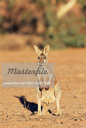 Rotes Riesenkänguru, Macropus Rufus, Mootwingee Nationalpark, New South Wales, Australien, Pazifik