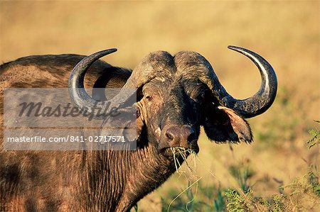 Buffalo, Syncerus caffer, Hluhluwe Game Reserve, Kwazulu-Natal, Afrique du Sud, Afrique