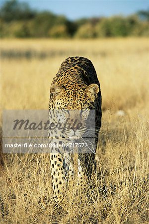 Leopard, Panthera Pardus, in captivity, Namibia, Africa