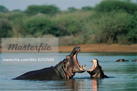 Common hippopotamuses (hippos), Hippopotamus amphibius, yawning, Kruger National Park, South Africa, Africa