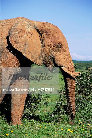 African elephant, Loxodonta africana, covered in mud, Addo, South Africa, Africa