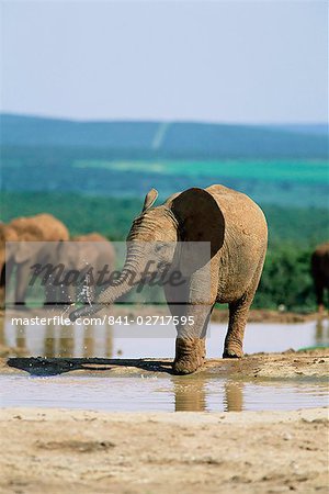 Young African elephant, Loxodonta africana, at waterhole, Addo National Park, South Africa, Africa