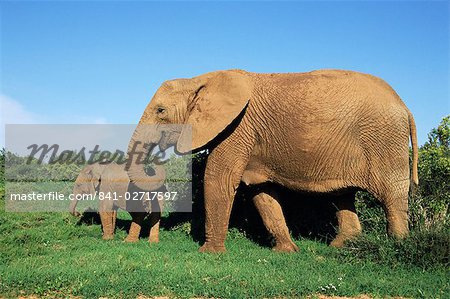 Éléphant d'Afrique, Loxodonta africana, veau, Parc National Addo, Afrique du Sud, Afrique