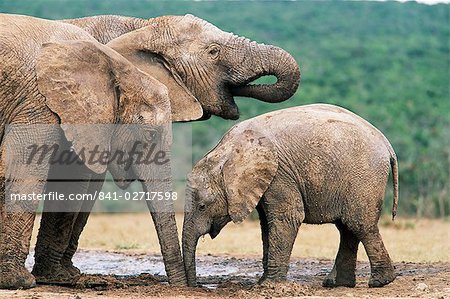 African elephant, Loxodonta africana, Addo National Park, South Africa, Africa