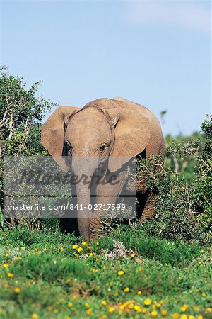 Young African elephant, Loxodonta africana, Addo, South Africa, Africa
