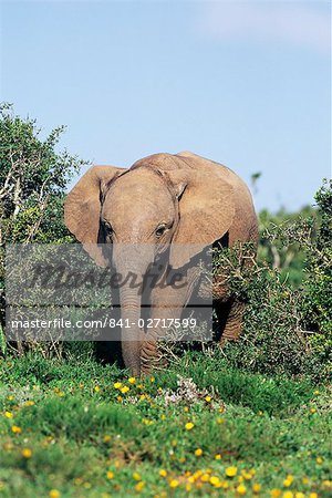 Jeune éléphant d'Afrique, Loxodonta africana, Alain, l'Afrique du Sud, Afrique Jeune éléphant d'Afrique, Loxodonta africana, Alain, l'Afrique du Sud, Afrique