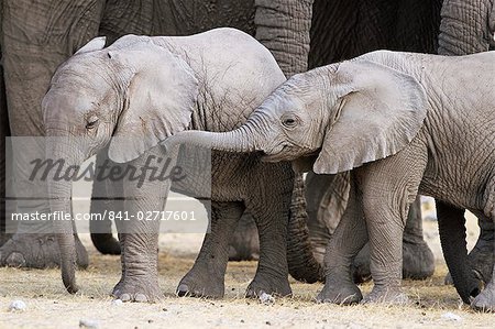 Bébé éléphant africain, Loxodonta africana, Parc National d'Etosha, Namibie, Afrique