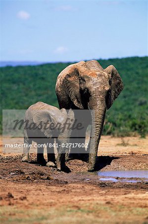 Éléphants d'Afrique, Loxodonta africana, mère et jeune, parc des éléphants d'Addo, Eastern Cape, Afrique du Sud, Afrique