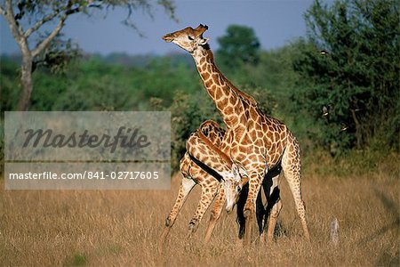Giraffe, Giraffa Camelopardalis, zwei Männchen necking (sparring), Krüger Nationalpark, Südafrika, Afrika