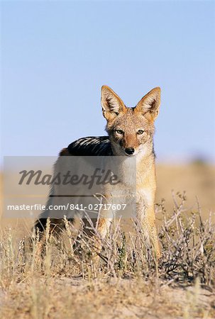 Chacal à dos noir, Canis mesomelas, Kalahari Gemsbok, Afrique du Sud, Afrique Chacal à dos noir, Canis mesomelas, Kalahari Gemsbok, Afrique du Sud, Afrique