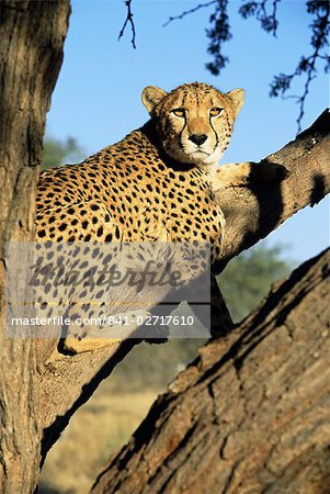 Cheetah, Acinonyx jubartus, sitting in tree, in captivity, Namibia, Africa