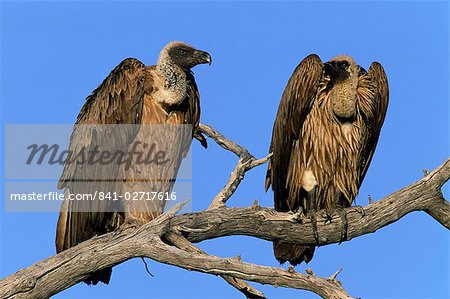 Two whitebacked vultures, Gyps africanus, Etosha National Park, Namibia, Africa