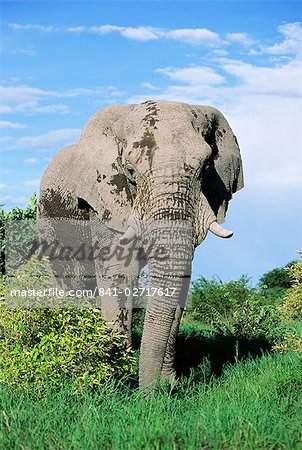 Afrikanische Elefantenbulle, Loxodonta Africana, Etosha Nationalpark, Namibia, Afrika