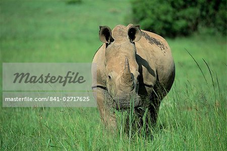 Rhinocéros blanc (rhino), Ceratherium sumum, Itala Game Reserve, KwaZulu-Natal, Afrique du Sud, Afrique Rhinocéros blanc (rhino), Ceratherium sumum, Itala Game Reserve, KwaZulu-Natal, Afrique du Sud, Afrique
