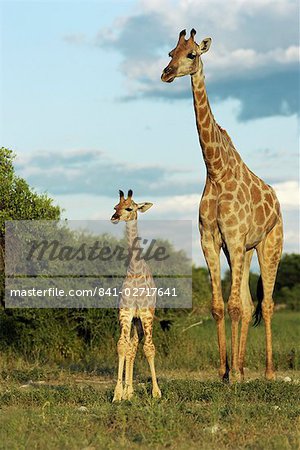 Adultes et jeunes girafe (Giraffa camelopardalis), Parc National d'Etosha, Namibie, Afrique