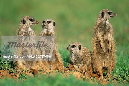 Quatre suricates (suricates), Suricata suricatta, Parc National Addo, Afrique du Sud, Afrique