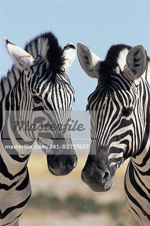 Two Burchell's zebra, Equus burchelli, Etosha National Park, Namibia, Africa