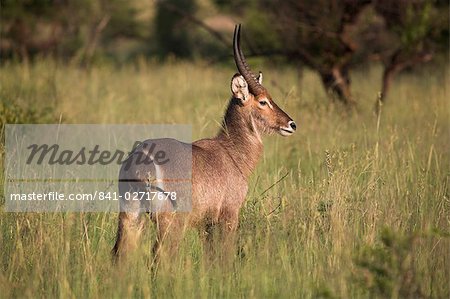 Cobe à croissant (Kobus ellipsiprymnus), Parc National de Kruger, Mpumalanga, Afrique du Sud, Afrique