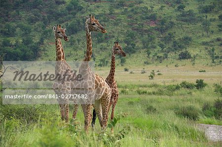 Trois girafes (Giraffa camelopardalis), Pilanesberg Game Reserve, North West Province, Afrique du Sud, Afrique