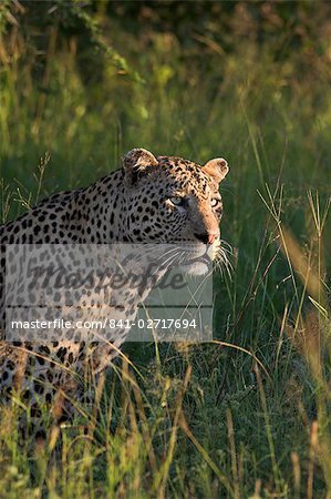 Léopard (Panthera pardus), Parc National de Kruger, Afrique du Sud, Afrique