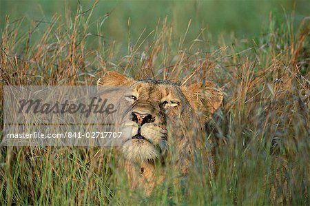Löwin, Panthera Leo, am Gras, Krüger Nationalpark, Südafrika, Afrika