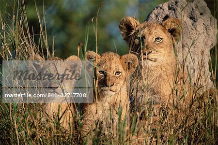 Lion Cubs, Panthera Leo, Krüger Nationalpark, Südafrika, Afrika