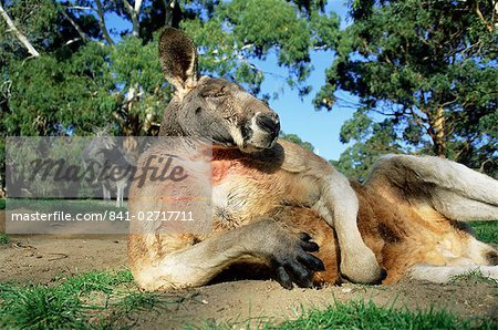 Kangourou rouge, Macropus rufus, Cleland Wildlife Park, South Australia, Australie