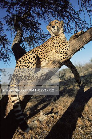 Cheetah, Acinonyx jubatus, in captivity, Namibia, Africa