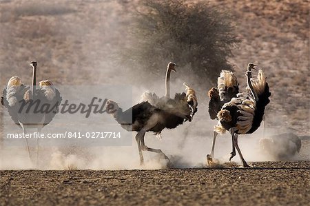 Autruche (Struthio camelus), mâles, Kgalagadi Transfrontier Park, Afrique du Sud, Afrique
