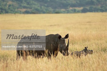 White rhinoceros (rhino), Ceratotherium simum, mère et veau, Itala Game Reserve, Afrique du Sud, Afrique White rhinoceros (rhino), Ceratotherium simum, mère et veau, Itala Game Reserve, Afrique du Sud, Afrique