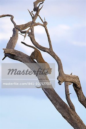 Leopard (Panthera pardus) in dead tree, Kruger National Park, Mpumalanga, South Africa, Africa