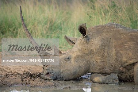White rhinoceros (Ceratotherium simum, Hluhluwe Game Reserve, KwaZulu-Natal, South Africa, Africa