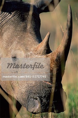 White rhonoceros (rhino), Ceratotherium simum, Hluhluwe Game Reserve, KwaZulu-Natal, South Africa, Africa