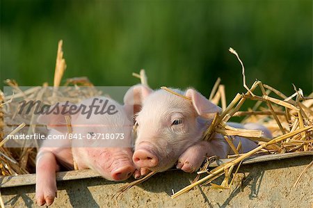 Domestic Pig, (Sus scrofa domesticus), Bynde, Nordrhein Westfalen, Germany