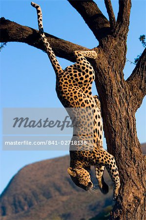 Leopard, (Panthera pardus), Duesternbrook Private Game Reserve, Windhoek, Namibia