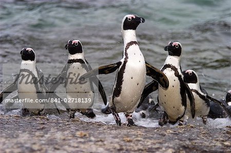 Jackass Pinguin, Cap (Spheniscus demersus), plage de rochers, Capetown, Afrique du Sud