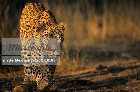 Leopard, (Panthera pardus), Duesternbrook Private Game Reserve, Windhoek, Namibie Leopard, (Panthera pardus), Duesternbrook Private Game Reserve, Windhoek, Namibie