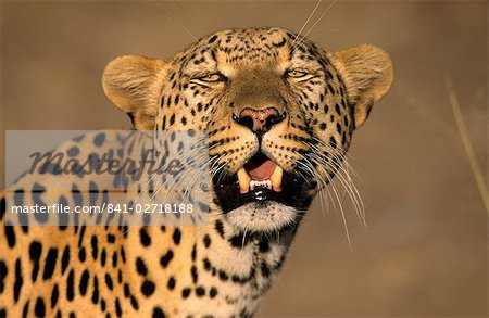 Leopard, (Panthera pardus), Duesternbrook Private Game Reserve, Windhoek, Namibie