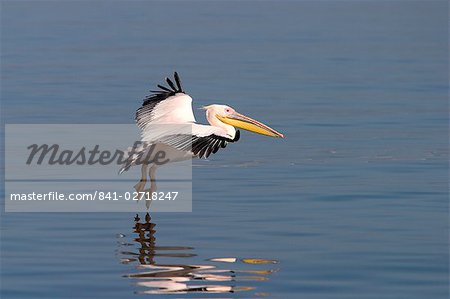 Weißer Pelikan, Pelecanus Onocrotalus, Walfish Bay, Westküste, Namibia, Afrika