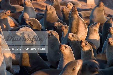 South African fur seal, Arcotocephalus pusillus, Cape Cross, Namibia, Africa