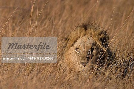 Lion, Panthera leo, Moremi Wildlife Reserve, Botswana, Afrique Lion, Panthera leo, Moremi Wildlife Reserve, Botswana, Afrique