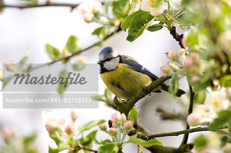 Blue Tit, (Parus caeruleus), Bielefeld, Nordrhein-Westfalen, Allemagne